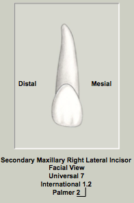 Type Traits Mx Lateral Incisors.png